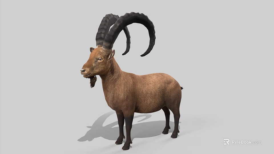 Realistic Brown Goat With Large Curved Horns Standing On Gray Background 3d model 