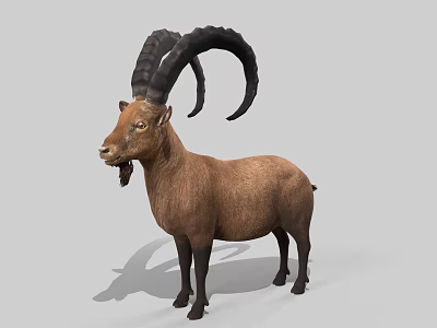 Realistic Brown Goat With Large Curved Horns Standing On Gray Background 3d model