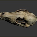 Skull Animal Skull Fossil Skull Skeleton Animal Skeleton Animal Skeleton Animal Skeleton Fossil 3d model