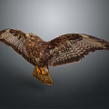 Brown Feathered Flying Eagle With Spread Wings And Orange Talons Soaring In Gray Background