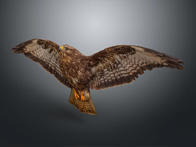 Brown Feathered Flying Eagle With Spread Wings And Orange Talons Soaring In Gray Background 3d model