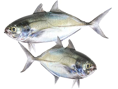 Two Fresh Aquatic Fish With Silver Gray Scales Fins And Distinctive Eyes 3d model