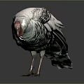 Wild Turkey as Flying Bird with Gray White Feathers and Red Head Standing