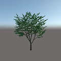 Vibrant Deciduous Tree With Lush Green Foliage Sturdy Trunk And Natural Growth