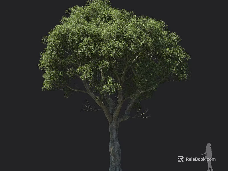 Arbor Tree With Lush Green Foliage Thick Trunk And Tall Stature Near Human Silhouette 3d model 