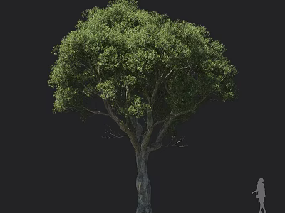 Arbor Tree With Lush Green Foliage Thick Trunk And Tall Stature Near Human Silhouette 3d model