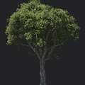 Arbor Tree With Lush Green Foliage Thick Trunk And Tall Stature Near Human Silhouette