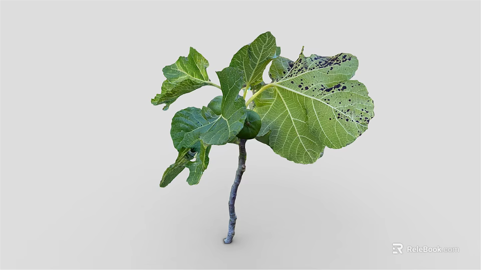 Green Leaf Plant With Black Spots On Leaves And Gray Stem 3d model 