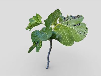 Green Leaf Plant With Black Spots On Leaves And Gray Stem 3d model