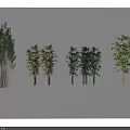 Various Bamboo Plant Varieties With Green and Yellow Leaves and Stems