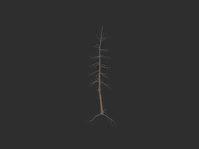 Detailed Arbor Structure With Visible Trunk And Exposed Roots On Black Background 3d model
