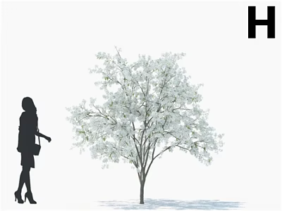 Lush White Blossom Arbor Tree with Woman Silhouette Standing Nearby 3d model