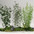 Bamboo Plants In Natural Landscape With Rocks Moss And Ferns