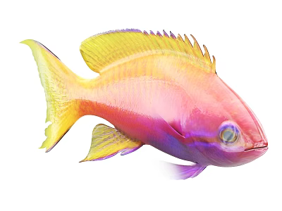 Colorful Tropical Aquatic Fish With Vibrant Yellow Pink And Purple Scales 3d model