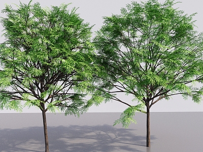 Modern Street Trees Big Trees Tall Trees Landscape Plants Multi-stem Trees Courtyard Trees Small Leaves Trees 3d model