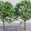 Modern Street Trees Big Trees Tall Trees Landscape Plants Multi-stem Trees Courtyard Trees Small Leaves Trees 3d model