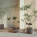 Elegant Bonsai Potted Plants In Indoor Chinese Decor With Calligraphy Scroll Natural Light Ceramic Pots