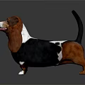 Basset Hound Dog With Brown Black White Coat And Long Ears Standing