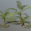 Lush Palm Trees With Green Feathery Leaves Brown Trunks And Scattered Leaves In 3D Render