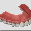 Dental Upper Jaw Denture Model with Red Gum Base and White Teeth