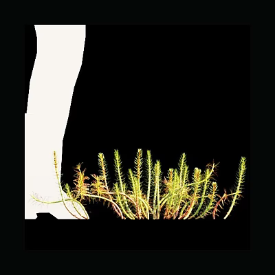 Aquatic Plants Growth With Green Leaves And Long Stems In Water Environment 3d model