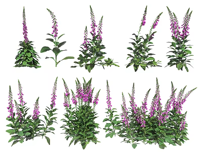 Various Digitalis Plants With Purple Flowers And Green Leaves In Garden 3d model