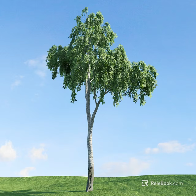Tall Deciduous Tree With Green Hanging Foliage And White Trunk Against Blue Sky 3d model 