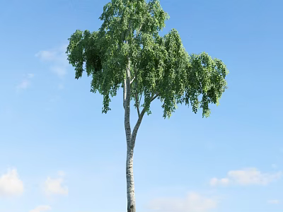 Tall Deciduous Tree With Green Hanging Foliage And White Trunk Against Blue Sky 3d model