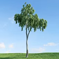 Tall Deciduous Tree With Green Hanging Foliage And White Trunk Against Blue Sky