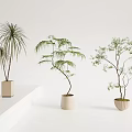 Various Bonsai Plants in Ceramic Pots on White Platforms with White Background 3d model