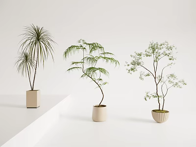 Various Bonsai Plants in Ceramic Pots on White Platforms with White Background 3d model