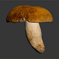 Fresh Whole Orange Mushroom Featuring Vibrant Cap and Smooth Firm Stem