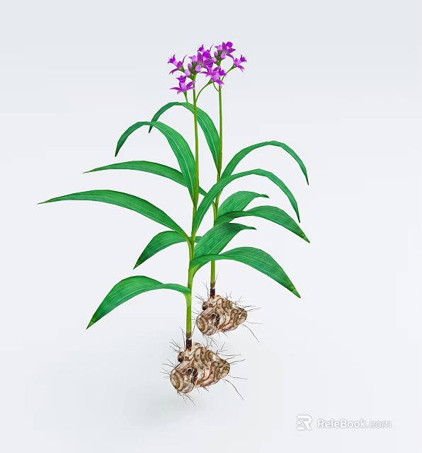 Vibrant Purple Flowers with Long Green Leaves and Healthy Tuberous Roots 3d model 