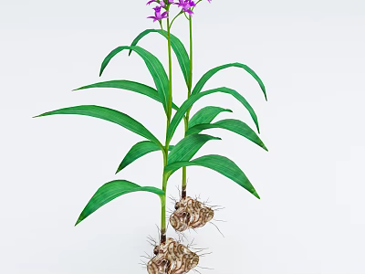 Vibrant Purple Flowers with Long Green Leaves and Healthy Tuberous Roots 3d model