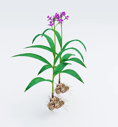Vibrant Purple Flowers with Long Green Leaves and Healthy Tuberous Roots 3d model