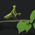 Realistic Green Praying Mantis Perched On Tree Branch With Fresh Green Leaves