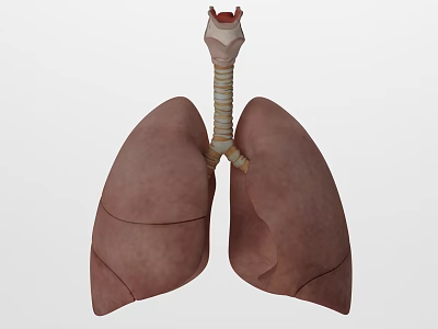 modern lung lung disease 3d model