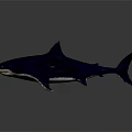 Realistic Shark 3D Model with Deep Blue Body and White Underbelly on Dark Background
