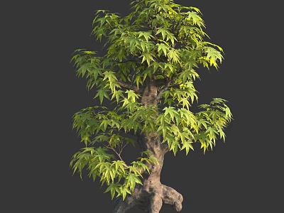 Ornamental Arbor With Lush Green Leaves And Twisted Trunk On Dark Background 3d model