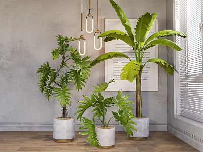 Potted Plants Indoor Display With Leafy Green Foliage Gray Wall And Wooden Floor 3d model