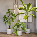 Potted Plants Indoor Display With Leafy Green Foliage Gray Wall And Wooden Floor