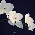 Bonsai Potted Plant With White Orchids Green Leaves And Black Square Pot