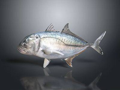 Silver Fish With Shiny Scales And Distinct Fins On Reflective Surface 3d model