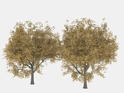 Two Arbor Trees With Lush Yellow Foliage In Natural Outdoor Setting 3d model