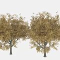 Two Arbor Trees With Lush Yellow Foliage In Natural Outdoor Setting