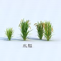 Healthy Green Rice Plants With Different Growth States On White Background