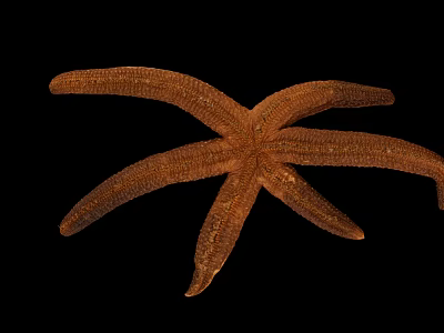 Brown Starfish Aquatic Animal On Black Background In Close Up View 3d model