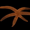 Brown Starfish Aquatic Animal On Black Background In Close Up View