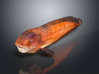 Unique Orange Brown Fish With Purple Head Broad Mouth And Elongated Body 3d model