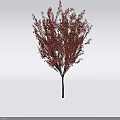 Arbor With Red Foliage Slender Trunk Lush Canopy Isolated On White Background 3d model
